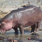 From Durban: Lion Park and Tala Game Reserve half day Tour - FAQ