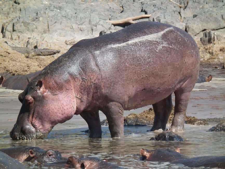 From Durban: Lion Park and Tala Game Reserve half day Tour - FAQ