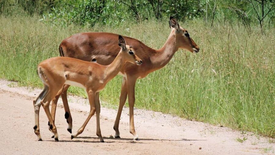 From Durban: Lion Park and Tala Game Reserve Half Day Tour - The Sum Up