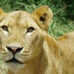 From Durban: Safari & PheZulu Village Day Tour - A Compact Yet Rich Itinerary