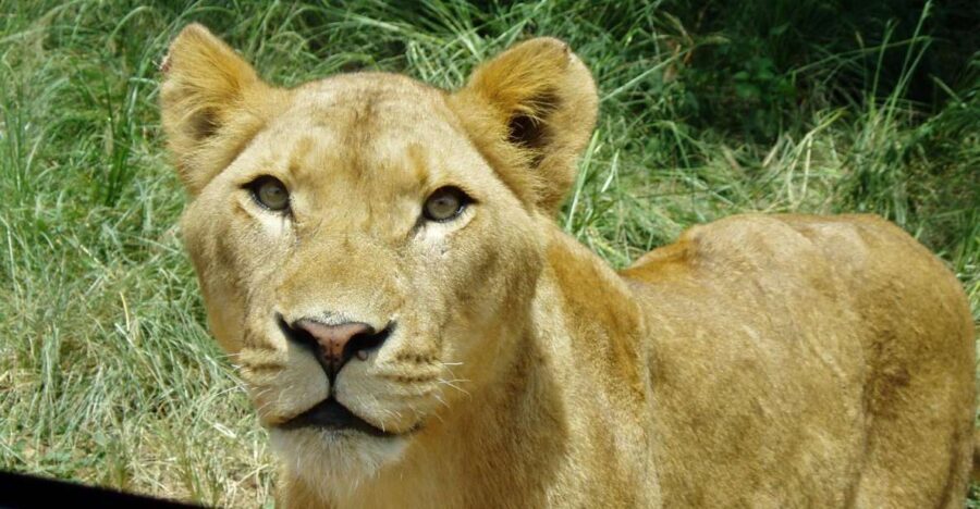 From Durban: Safari & PheZulu Village Day Tour - A Compact Yet Rich Itinerary