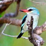 From Durban: St. Lucia Wetlands Boat Ride - How This Tour Balances Cost and Experience