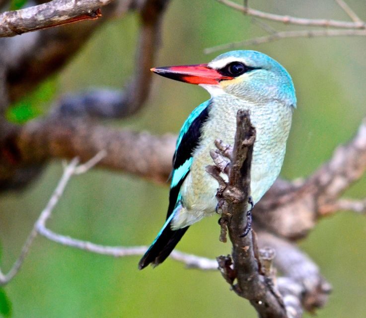 From Durban: St. Lucia Wetlands Boat Ride - How This Tour Balances Cost and Experience