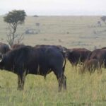 From Entebbe: 4-Day Murchison Falls & Budongo Forest Safari - Authentic Experiences That Matter