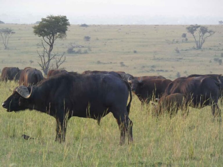 From Entebbe: 4-Day Murchison Falls & Budongo Forest Safari - Authentic Experiences That Matter
