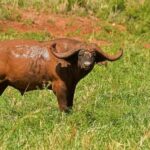 From Entebbe: 4-Day Safari to Murchison Falls and Aruu Falls - Discovering the Wonders of Uganda in 4 Days