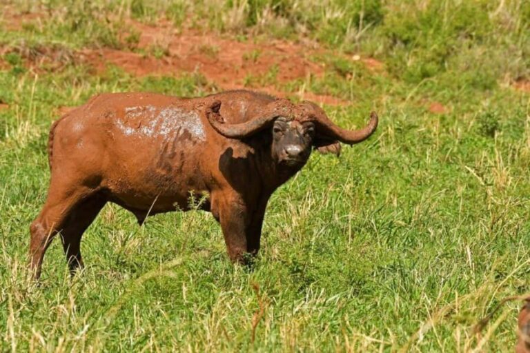 From Entebbe: 4-Day Safari to Murchison Falls and Aruu Falls - Discovering the Wonders of Uganda in 4 Days