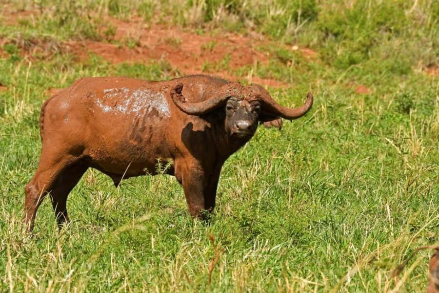 From Entebbe: 4-Day Safari to Murchison Falls and Aruu Falls - Discovering the Wonders of Uganda in 4 Days