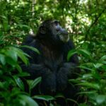 From Entebbe: Ngamba Island Chimpanzee Sanctuary 1-Day Trip - FAQ