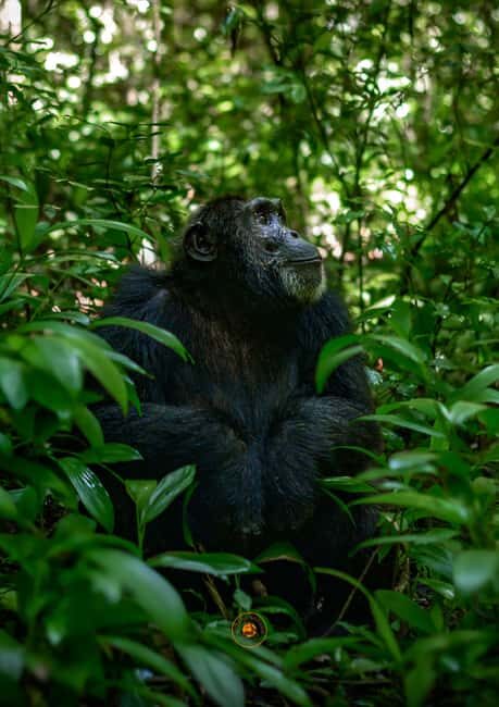 From Entebbe: Ngamba Island Chimpanzee Sanctuary 1-Day Trip - FAQ