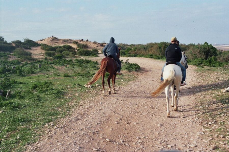 From Essaouira: 2h Horseback Ride with Sunset - The Horses: Why They Make the Difference