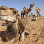 From Fes: 2 Day Round Trip Via Merzouga Desert & Camel Trek - What’s Included & What’s Not