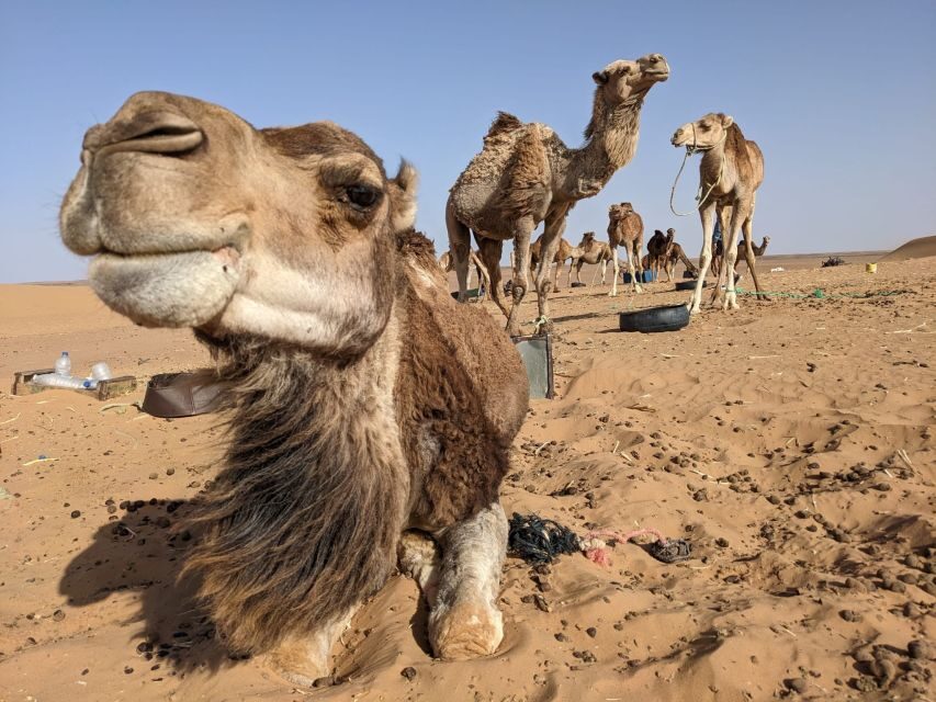 From Fes: 2 Day Round Trip Via Merzouga Desert & Camel Trek - What’s Included & What’s Not
