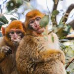 From Fez: Middle Atlas and Monkey Forest Day Trip - Transportation, Group Size, and Duration
