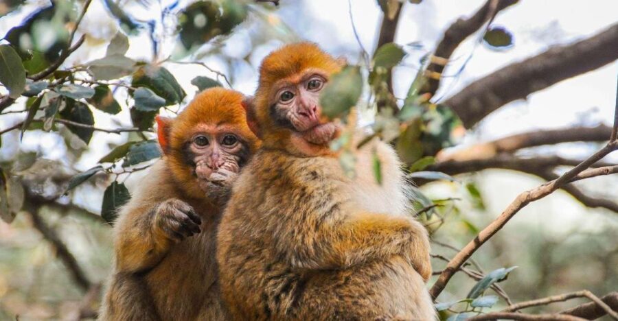 From Fez: Middle Atlas and Monkey Forest Day Trip - Transportation, Group Size, and Duration