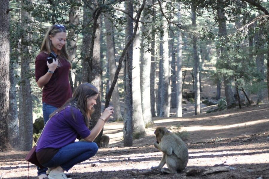 From Fez: Middle Atlas Day Trip with Ifrane National Park - The Reality of the Tour: Pros and Cons