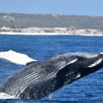 From Fremantle: 2-Hour Luxury Whale-Watching Cruise - The Experience: What to Expect