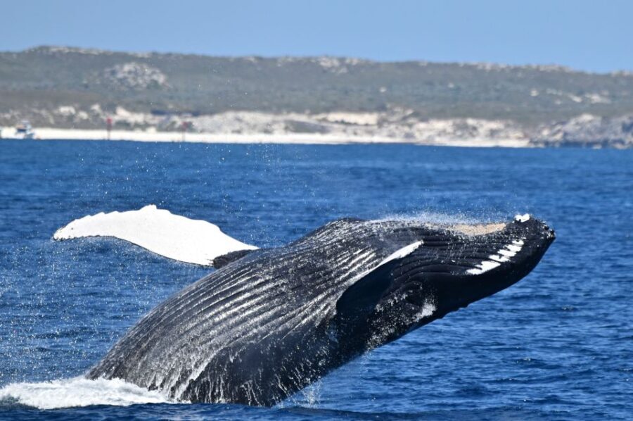 From Fremantle: 2-Hour Luxury Whale-Watching Cruise - The Experience: What to Expect
