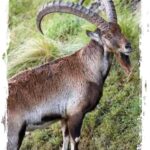 From Gondar: 4-Day Simien Mountains Trekking Tour - The Realities of High-Altitude Trekking