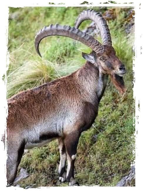 From Gondar: 4-Day Simien Mountains Trekking Tour - The Realities of High-Altitude Trekking