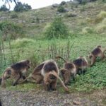 From Gondar: Simien Mountains 2 Day Guided Trekking Tour - What’s Included and What to Budget For