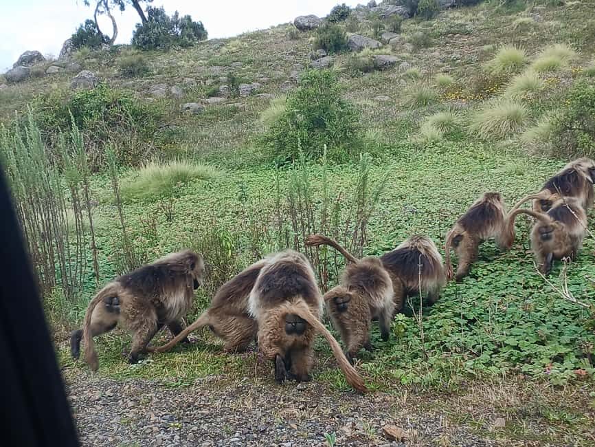 From Gondar: Simien Mountains 2 Day Guided Trekking Tour - What’s Included and What to Budget For