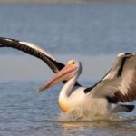From Goolwa: Murray Mouth Cruise - A Closer Look at the Murray Mouth Cruise