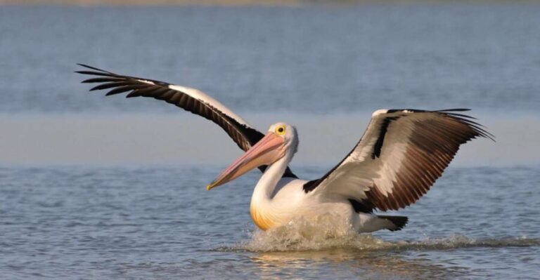From Goolwa: Murray Mouth Cruise - A Closer Look at the Murray Mouth Cruise