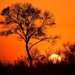 From Hazy View: Full Day Kruger National Park Safari - The Lunch Break and Afternoon Drive