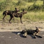 From Hazyview : Big 5 Kruger National Park Day Safari - The Sum Up