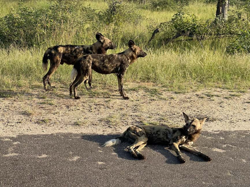From Hazyview : Big 5 Kruger National Park Day Safari - The Sum Up