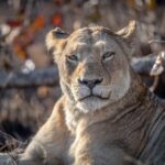 From Hazyview: Kruger National Park Full-Day Safari - Who is This Tour Best For?