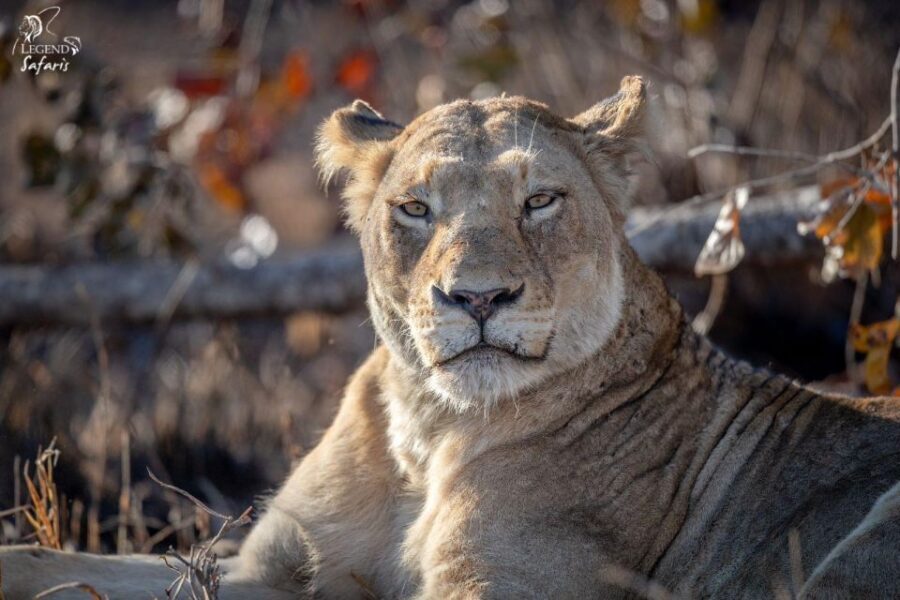 From Hazyview: Kruger National Park Full-Day Safari - Who is This Tour Best For?