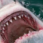 From Hermanus: Cruise with Shark Cage Dive and Lunch - The Value and Practicalities