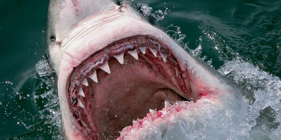 From Hermanus: Cruise with Shark Cage Dive and Lunch - The Value and Practicalities