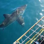 From Hermanus or Cape Town: Shark Cage Diving Experience - What to Expect from the Shark Cage Diving Tour
