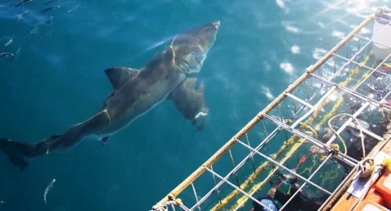 From Hermanus or Cape Town: Shark Cage Diving Experience - What to Expect from the Shark Cage Diving Tour