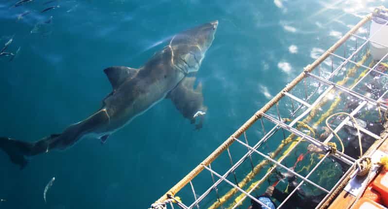 From Hermanus or Cape Town: Shark Cage Diving Experience - What to Expect from the Shark Cage Diving Tour