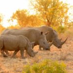 From Hoedspruit: Kruger National Park Full-Day Safari - Value and What You Get for the Price