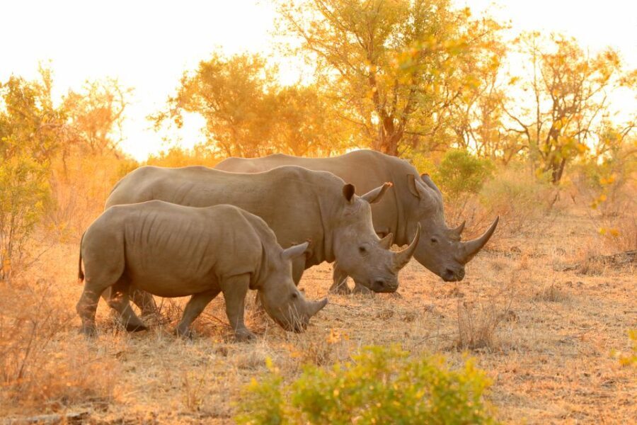 From Hoedspruit: Kruger National Park Full-Day Safari - Value and What You Get for the Price