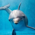 From Hurghada: Hula Hula Island Speedboat Tour with Dolphins - Frequently Asked Questions