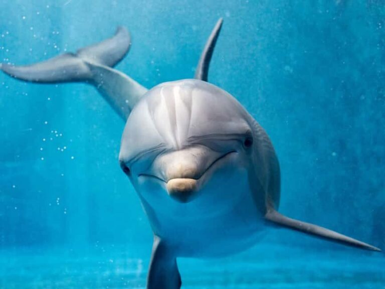 From Hurghada: Hula Hula Island Speedboat Tour with Dolphins - Frequently Asked Questions