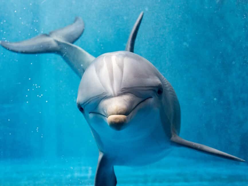 From Hurghada: Hula Hula Island Speedboat Tour with Dolphins - Frequently Asked Questions