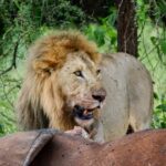 From Iringa: 3-Day Ruaha National Park Safari - An Introduction to the Ruaha Safari Experience