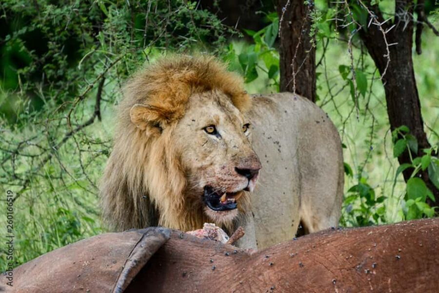 From Iringa: 3-Day Ruaha National Park Safari - An Introduction to the Ruaha Safari Experience