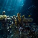 From Jeddah: Boat Trip and Diving for Certified Divers - What Makes This Tour Stand Out?