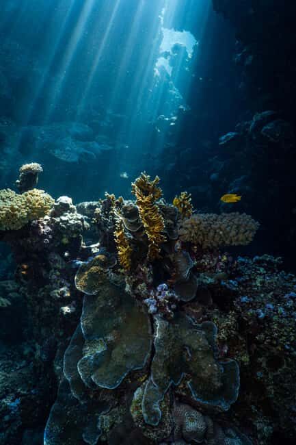 From Jeddah: Boat Trip and Diving for Certified Divers - What Makes This Tour Stand Out?