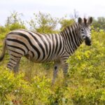 From Johannesburg: 2-Day Safari into Kruger National Park - What’s Included and What’s Not