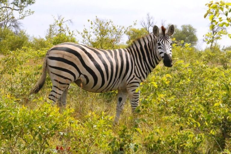 From Johannesburg: 2-Day Safari into Kruger National Park - What’s Included and What’s Not