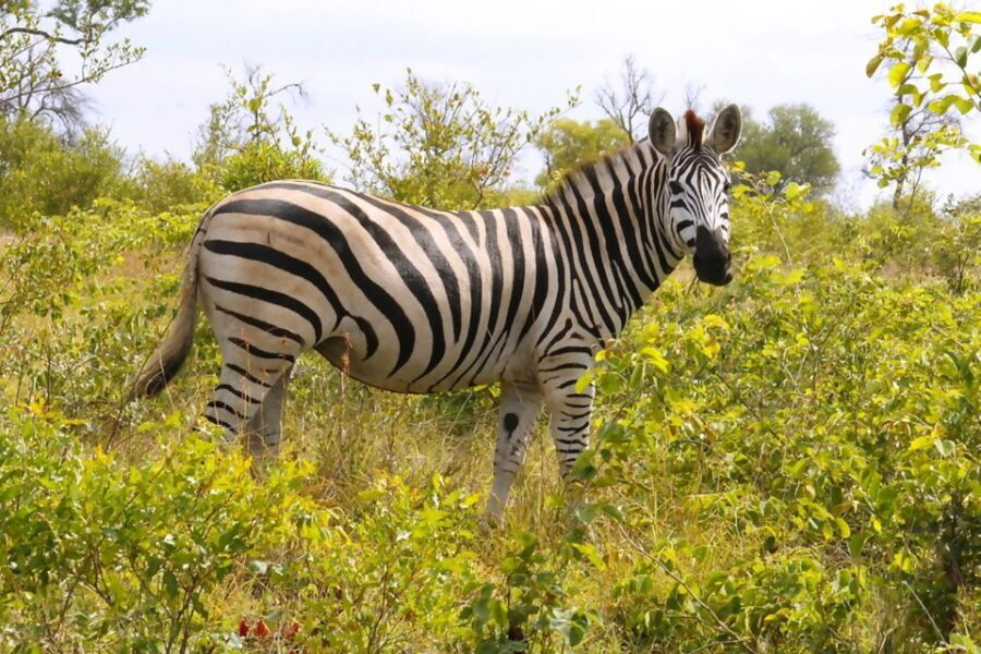 From Johannesburg: 2-Day Safari into Kruger National Park - What’s Included and What’s Not